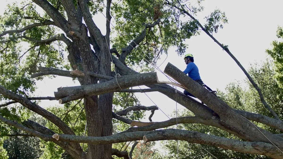 Professional Crown Thinning performed by certified arborists in Lockney
