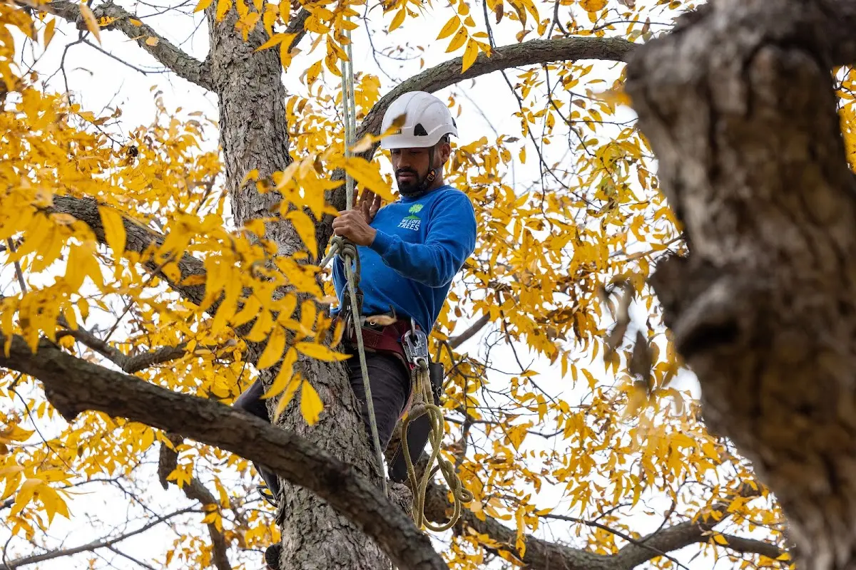 Skilled Tree Transplanting crew working in Lockney